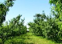 生產基地水果葉子一望無際的繁茂