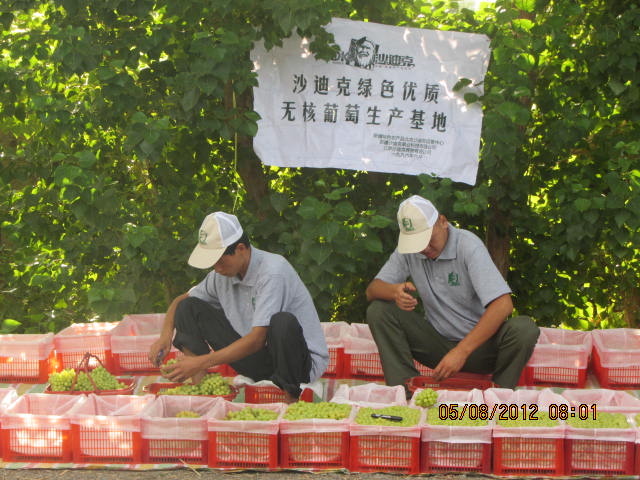 沙迪克葡萄生產基地