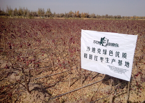 沙迪克和田棗種植基地